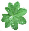 leaf with pearls of dew