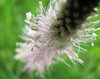 white flower macro