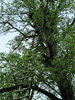 ladder to the treetop