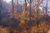 Autumn Forest