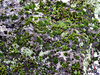 rockery garden