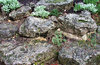 rockery garden