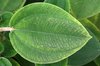 Textured leaf
