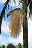 Palm flowers