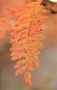 Autumn leaf