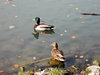 ducks in a pond