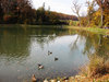 ducks in a pond