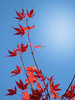 red leaves