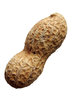 peanut