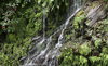 Mossy stream