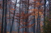 Autumn Mist