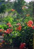 Grand Cayman flowers