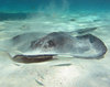 Grand Cayman stingray