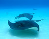 Grand Cayman