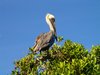 Bird for Lunch