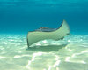 Grand Cayman stingray