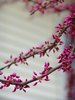 Spring budding 