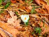 Spring in January