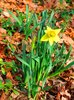 Spring in January