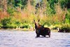 Springtime and Moose in Maine