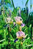 Wild Iris in Maine 1