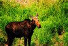 Moose at a water hole 4