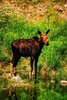 Moose at a water hole 2