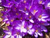 Splash of Purples