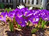 Splash of Purples