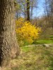 Forsythia Golden on a Sunny Su
