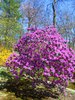Azalea bush