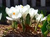 White Crocus