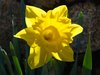 Daffodils on a Sunday morning