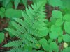 Ferns close up