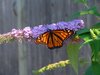 Summer Flutter