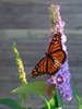 Summer Flutter