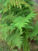 nature in green