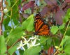 Flutters of Fall