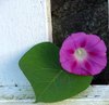 Morning Glories