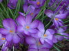 Springs Delight