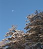 Winter Magic
