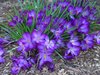 Springs Delight