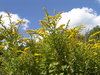 Summer Wild Flowers