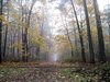misty autumn walkway