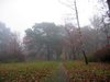 autumn mist