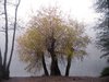foggy autumn willow