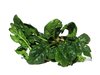 spinach