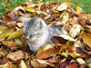 autumn home