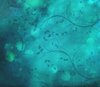 swirly background