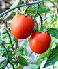 ready to pluck